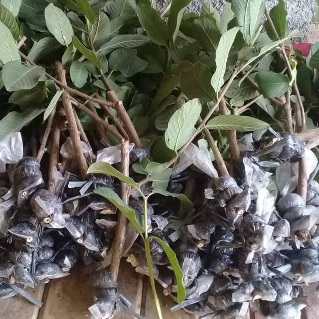 Bibit Jambu Kristal (Cangkokan)