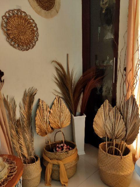 Daun Palem Gold L.25 Cm/dried Palm Leaves / Cuting Bagus