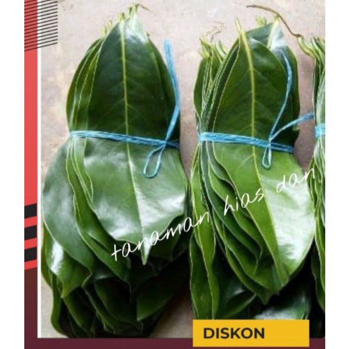 

100 lembar daun sirsak segar fresh termurah