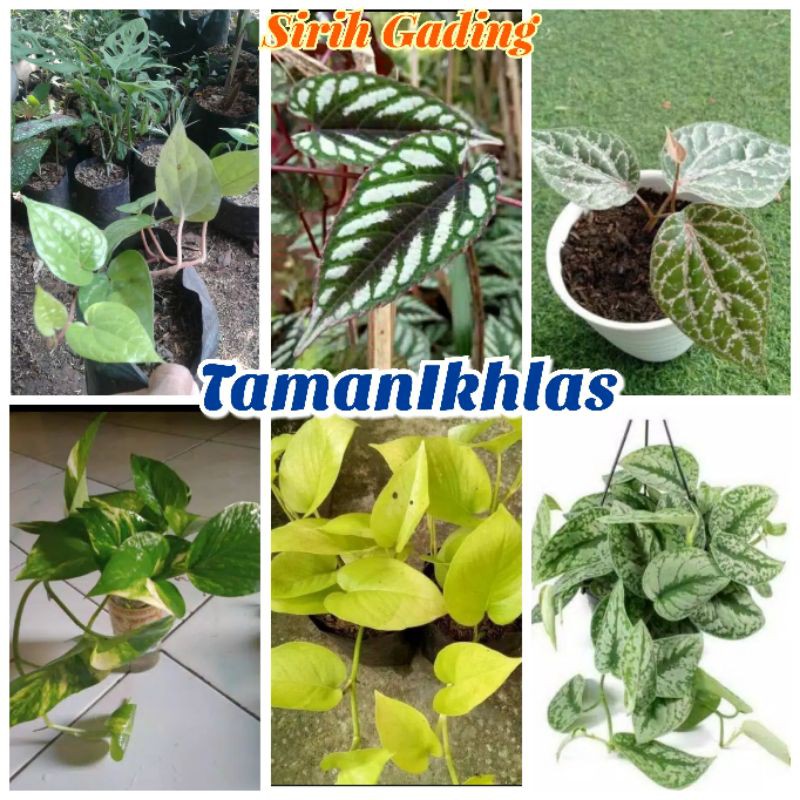 Paket Murah 6 Tanaman Hias Hidup Sirih Gading Gantung Rambat Merah/Kuning/verigata/hitam