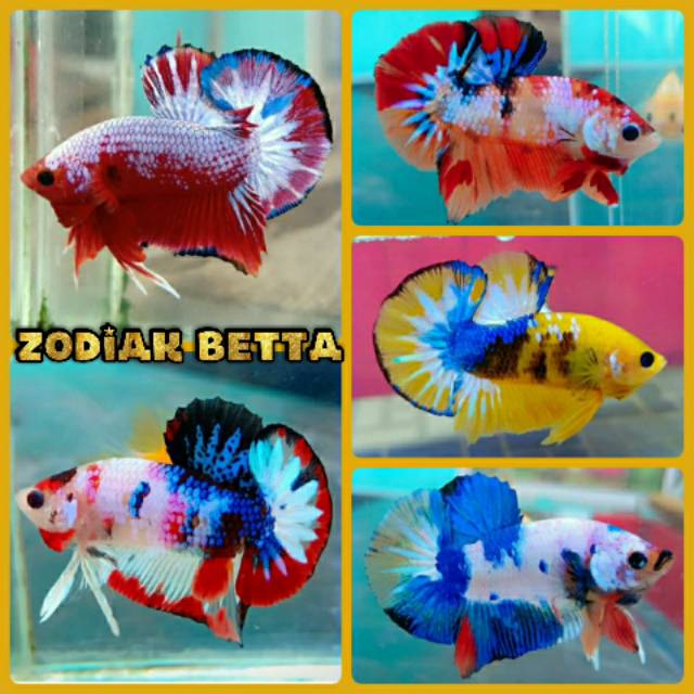 Ikan Cupang Fancy Candy Multicolor Jantan Full Block Ikan Cupang Fancy Candy Multicolor Jantan Full Block