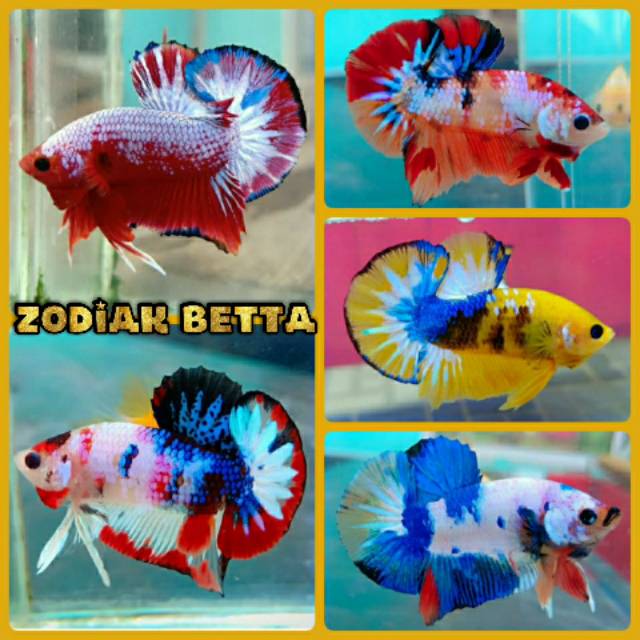  Ikan  Cupang  Fancy  Candy Multicolor Jantan Full Block 