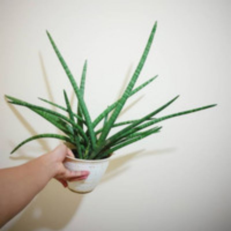 Tanaman hias Sansivera boncel-boncel