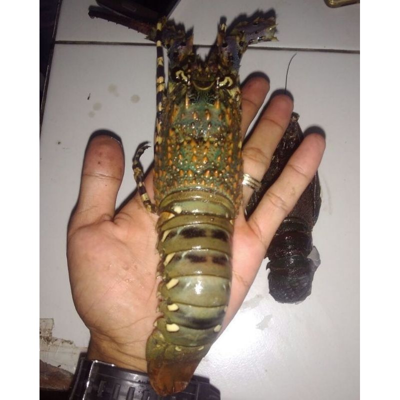 

Lobster Asia