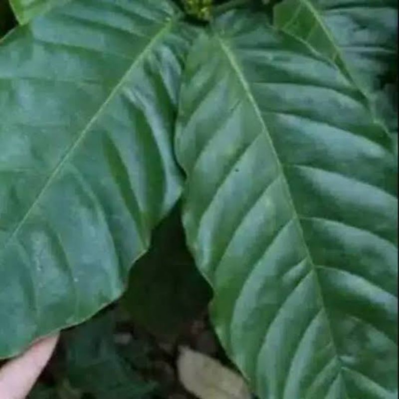 

Daun Kopi Segar Fres 1 Kg