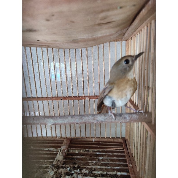 Burung SRDC Bali
