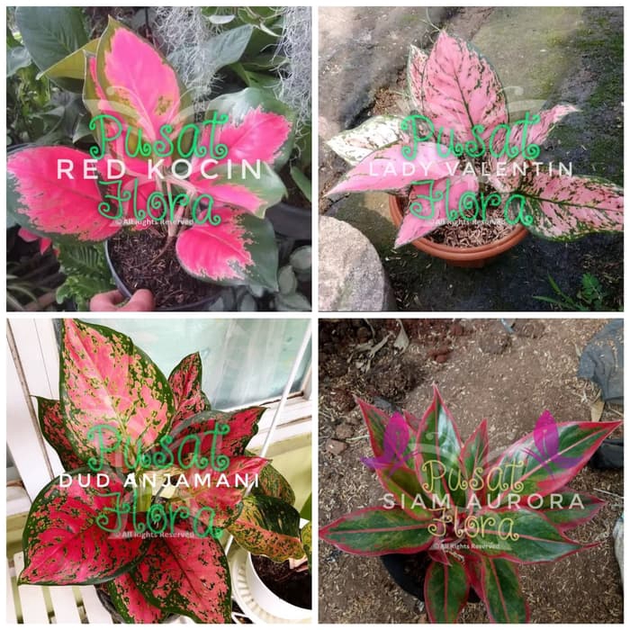 Paket 4 aglonema kocin lipstik valentin dud Shopee Indonesia Paket 4 aglonema kocin lipstik valentin dud Shopee Indonesia