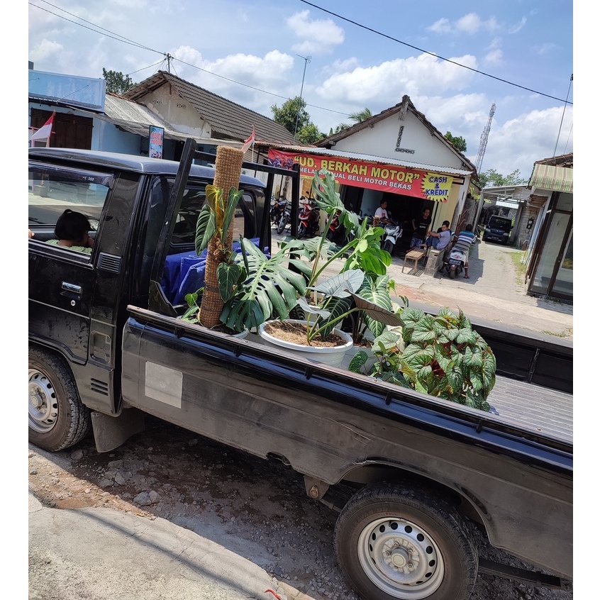 SYNGONIUM PODODHYLLUM SCHOTT TANAMAN HIAS BUNGA SYNGONIUM  FIVE FINGER VARIGATED BATIK MURAH