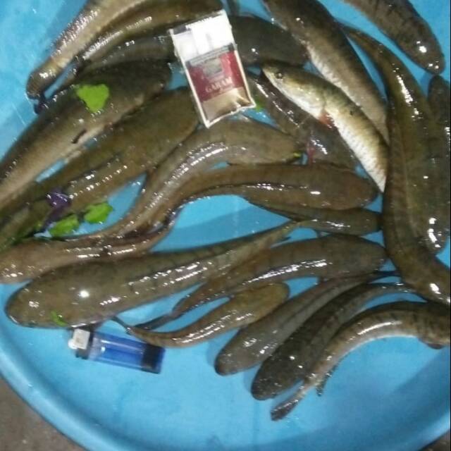 

Ikan gabus Segar