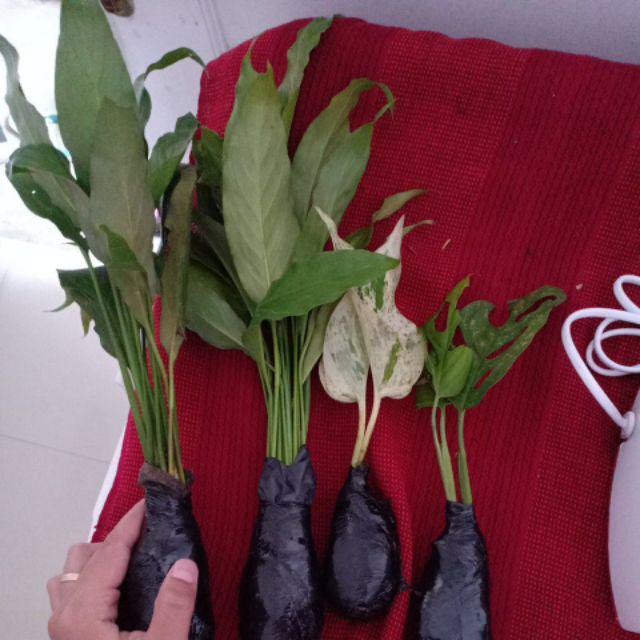 Tanaman Hias Sirih Gading Varigata