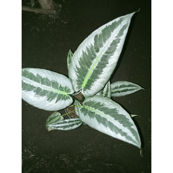 homalomena silver