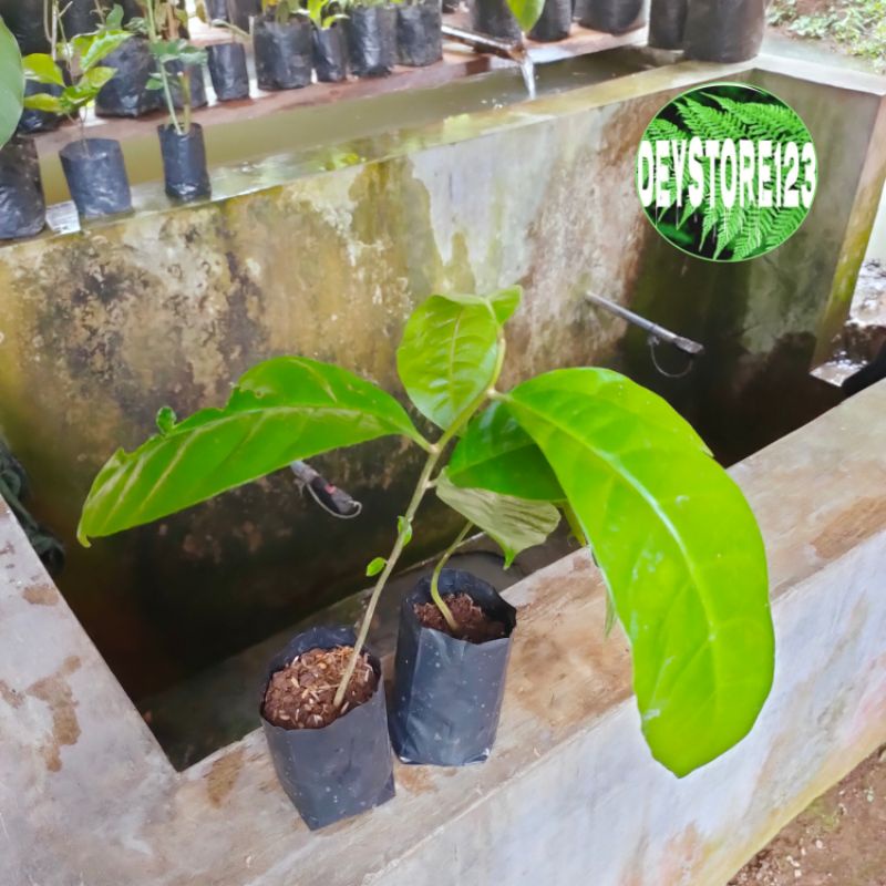 Campoleh Online: Solusi Belanja Online Ramah Lingkungan di Tangerang