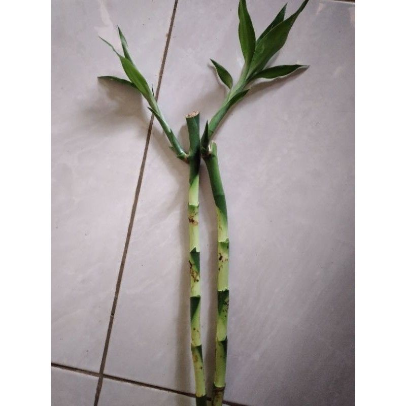 BAMBU HOKI SRI REJEKI 5-8 CM BISA COD