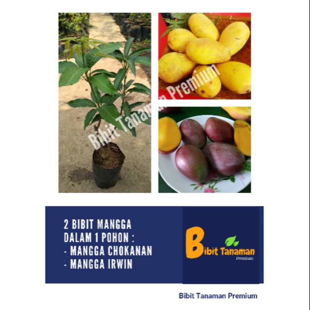 BIBIT MANGGA UNIK 1 POHON 2 JENIS MANGGA, MANGGA CHOKANAN DAN MANGGA IRWIN (BIBIT TANAMAN PREMIUM)