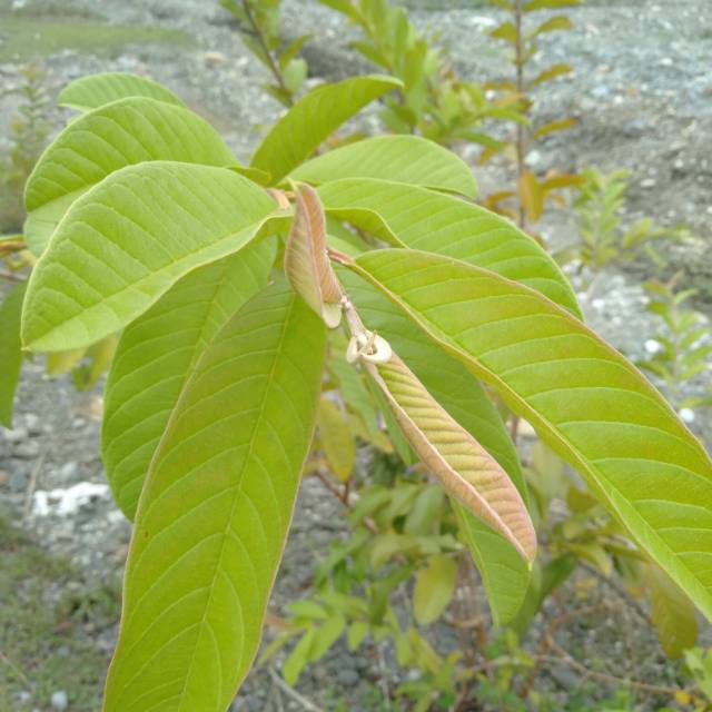 

Daun jambu segar 100 lembar