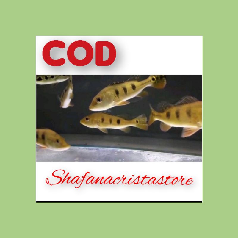 pbas mono size 4-5 cm