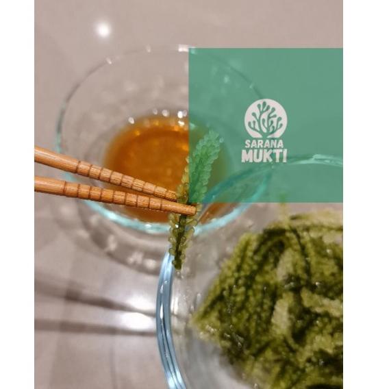 

➟Murah Anggur laut/ Green Caviar/ Latoh/ Lawi lawi/ Sea Grapes (Caulerpa Sp.) 59 ★