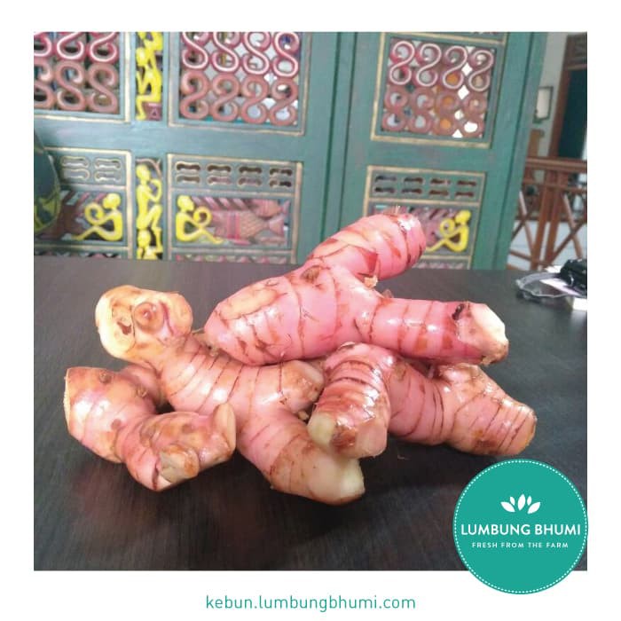 

TERMURAH LENGKUAS ( SAYUR - SAYURAN CURAH ) !!