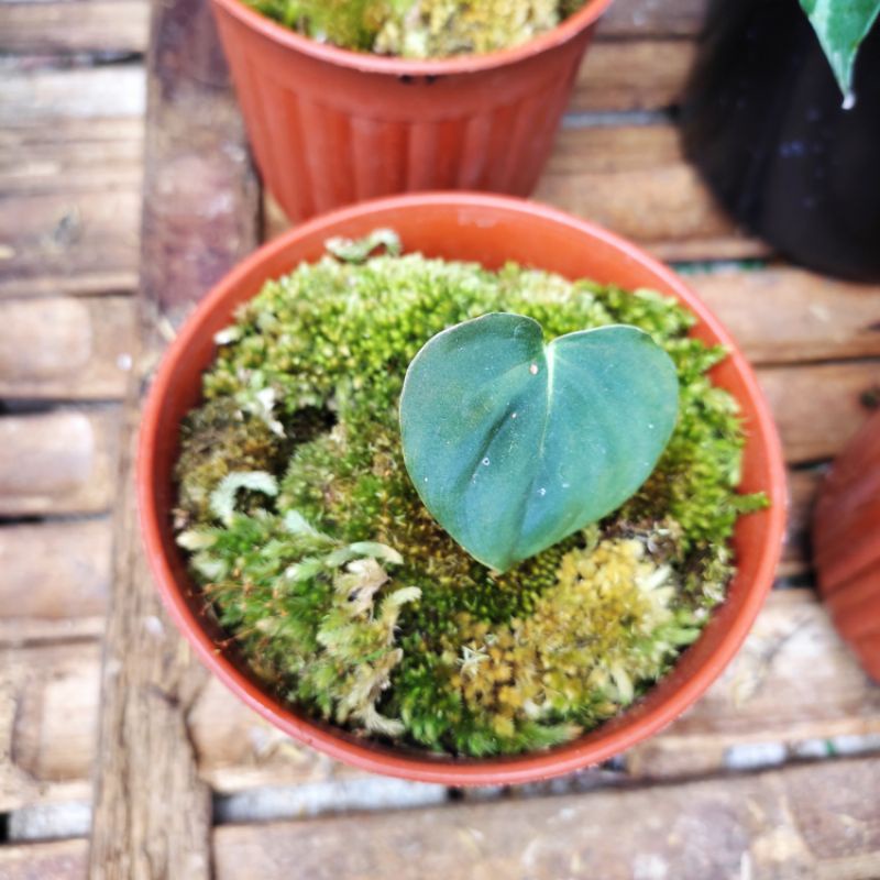 Philodendron Lupinum