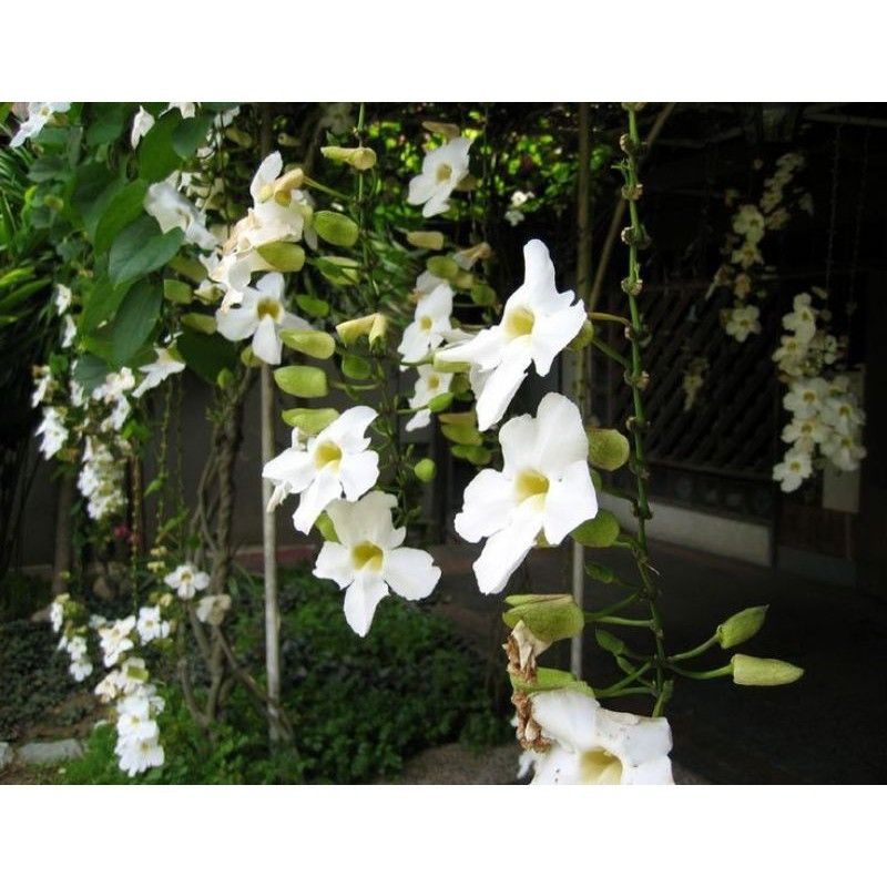 Tanaman Thunbergia bunga putih/tanaman menjalar/tanaman merambat