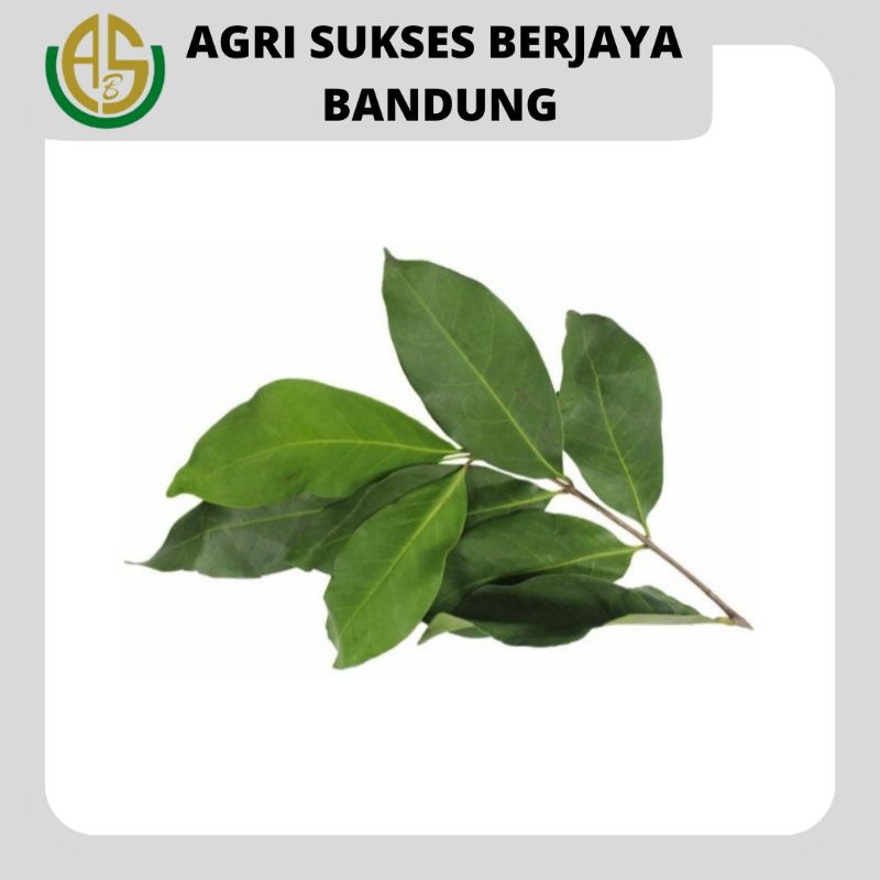 

Daun Salam / Bay Leaves - 1 Ikat