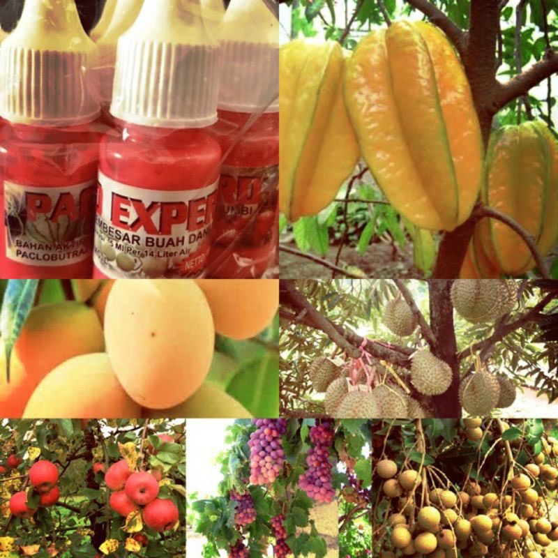 Paklobutrazol PAKLO EXPERD 15ml ZPT bunga & Buah