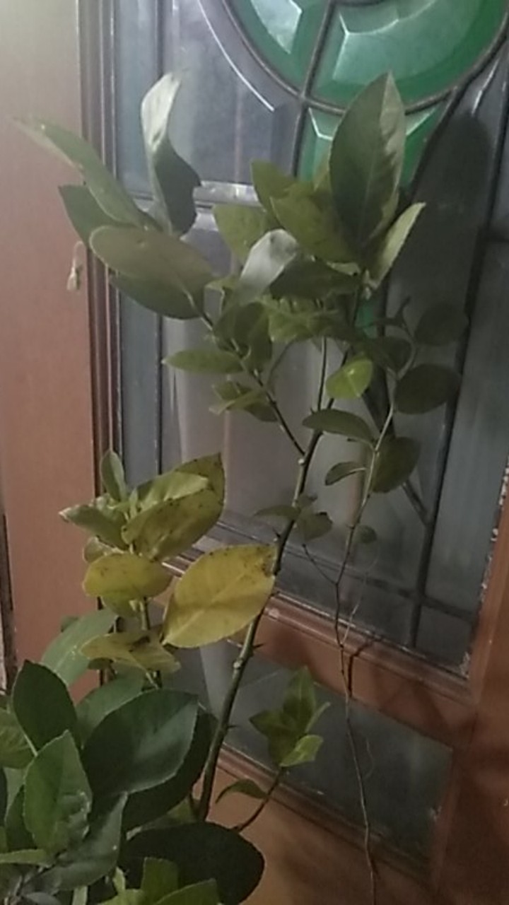 Bibit Lemon Tea Long