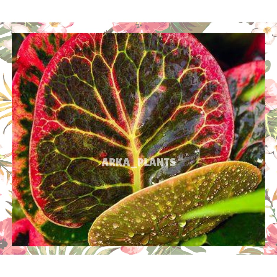 CROTON APPLE / PURING APEL MERAH