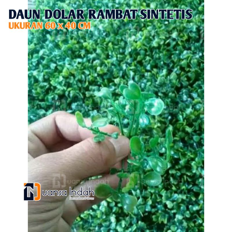 daun dolar rambat sintetis ukuran 60x40cm