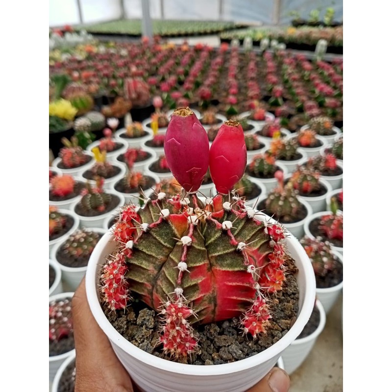 Biji kaktus starfire free media tanam