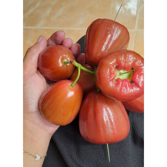 

buah jambu air 1kg