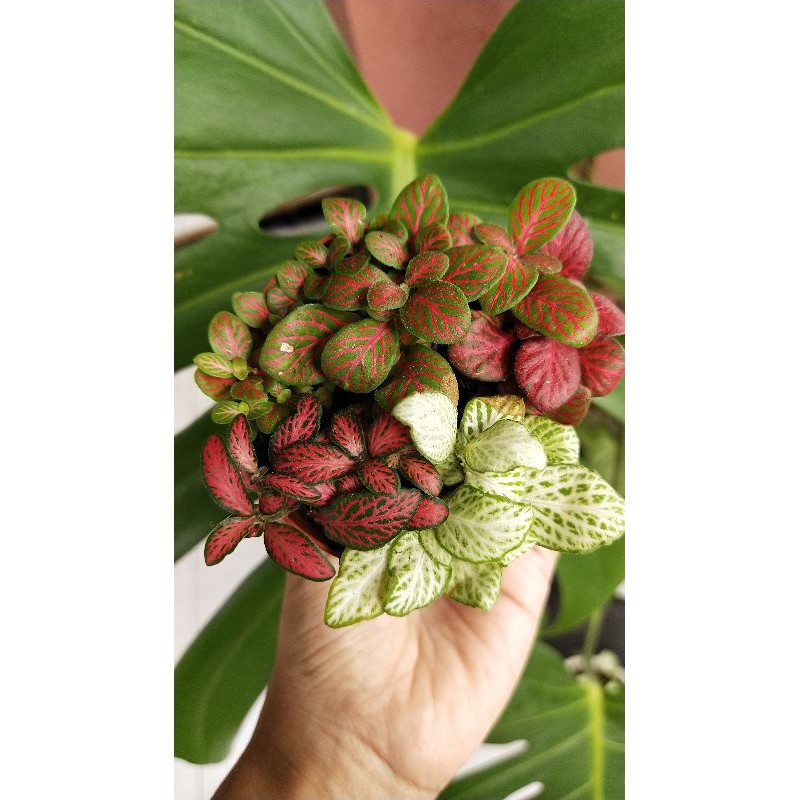 Paket Tanaman Fittonia Import Mix 4 Warna Realpic