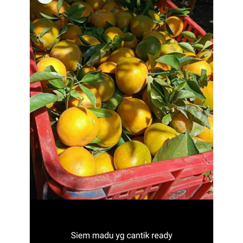 

jeruk siyem madu super murah 1 kg
