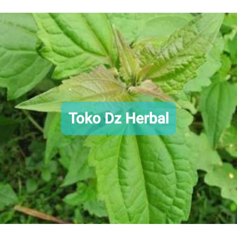 

Paket hemat 500 gram daun kirinyuh kopasanda segar fresh-az