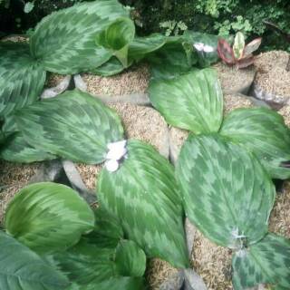 Tanaman hias calathea  merak meranti kencur  kencur  hias 