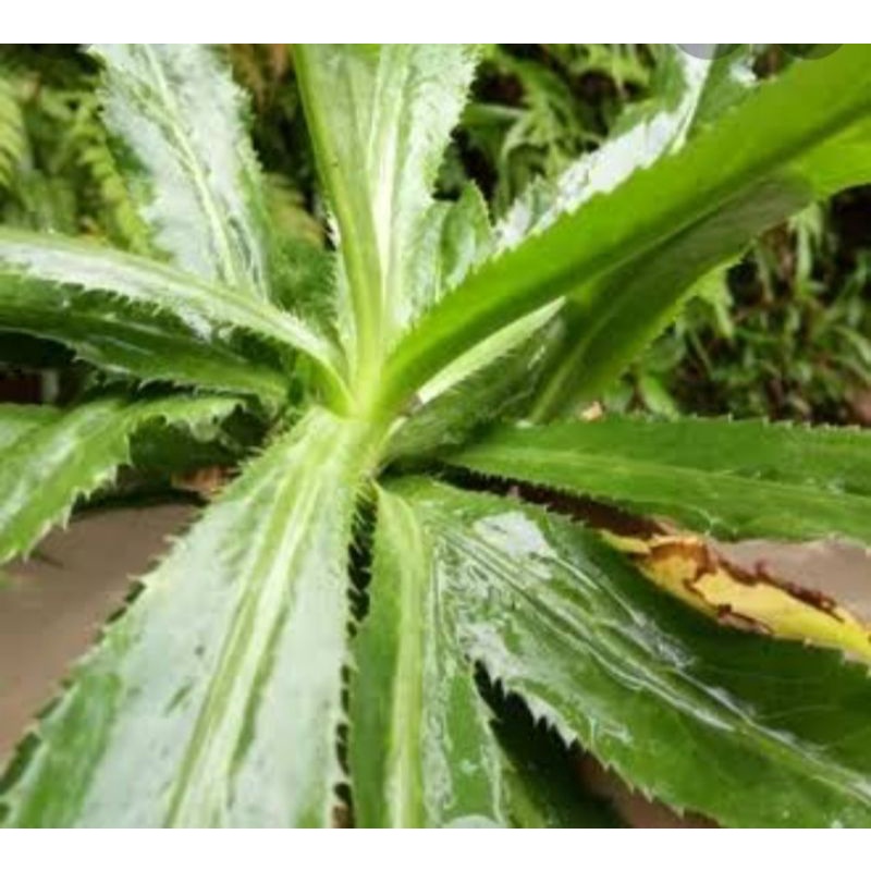 

Termurah 500gr daun walang sangit fres