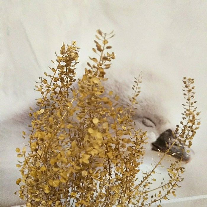 Dried Flower Thlaspi Crema | Dried Leaved