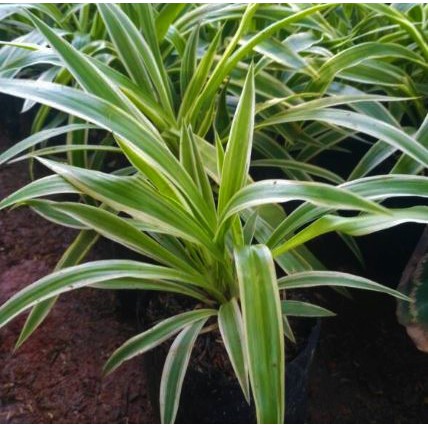 Tanaman Hias Lili Paris Daun Besar Spider Plant
