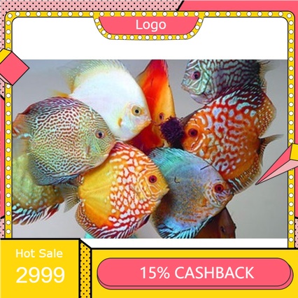 Discus 2 Inch Random Same Day Instan Only