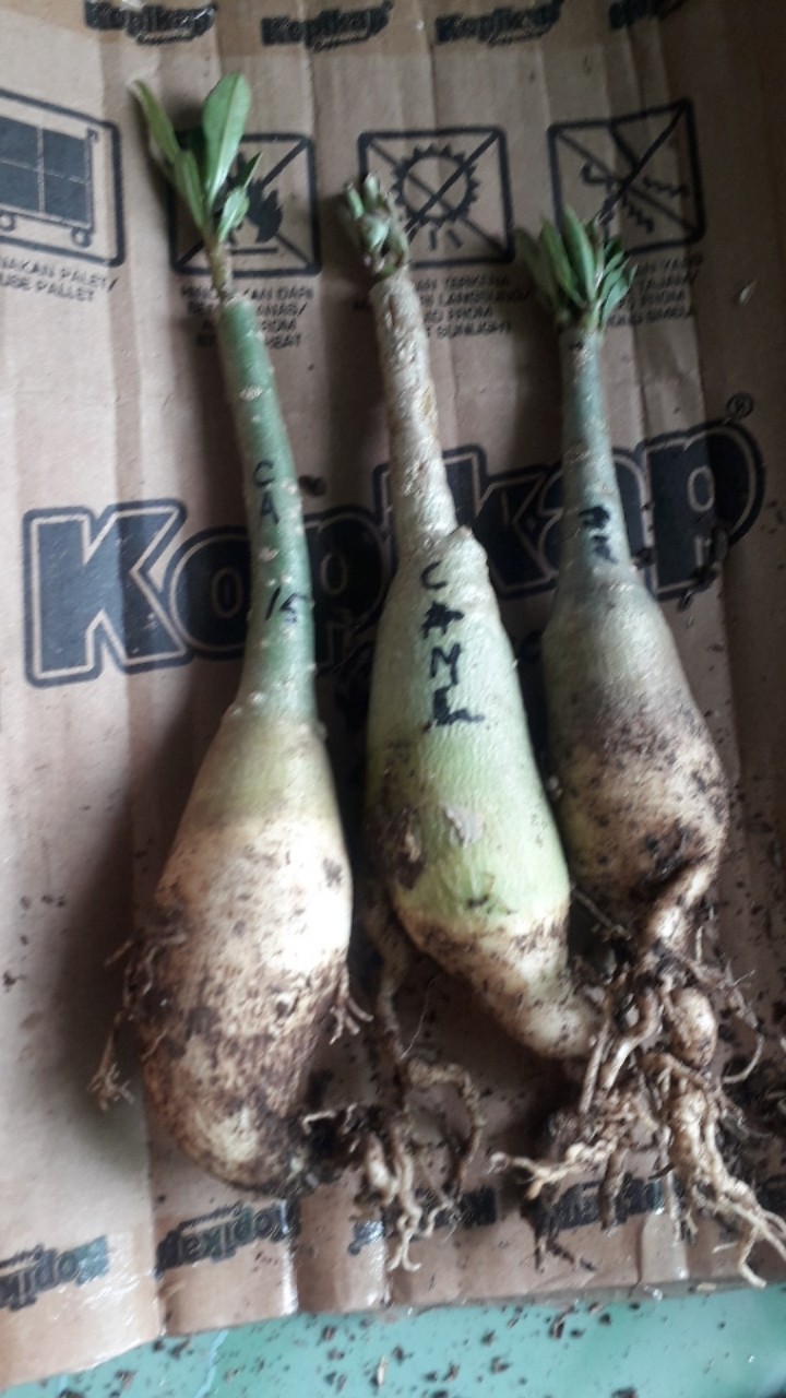 Adenium Tumpuk Jepang Bisa Cod