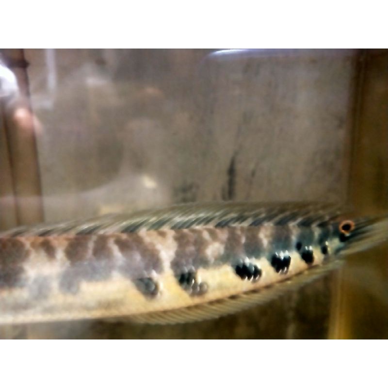 yellow Sentarum size 20-22cm