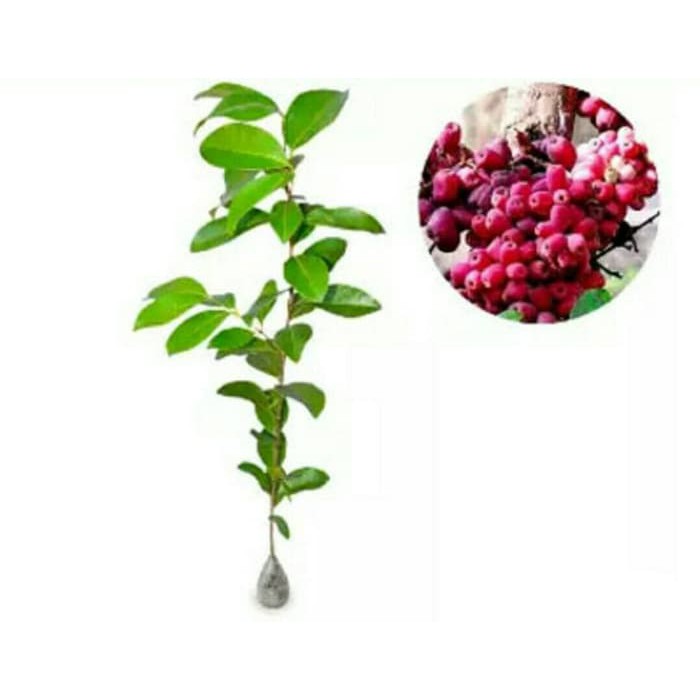 

jambu air bira