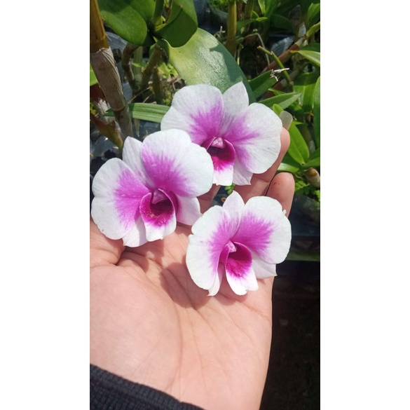 dendrobium mini yaya compactum