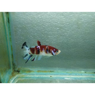 ikan cupang plakad betta multi/koi/nemo | shopee indonesia