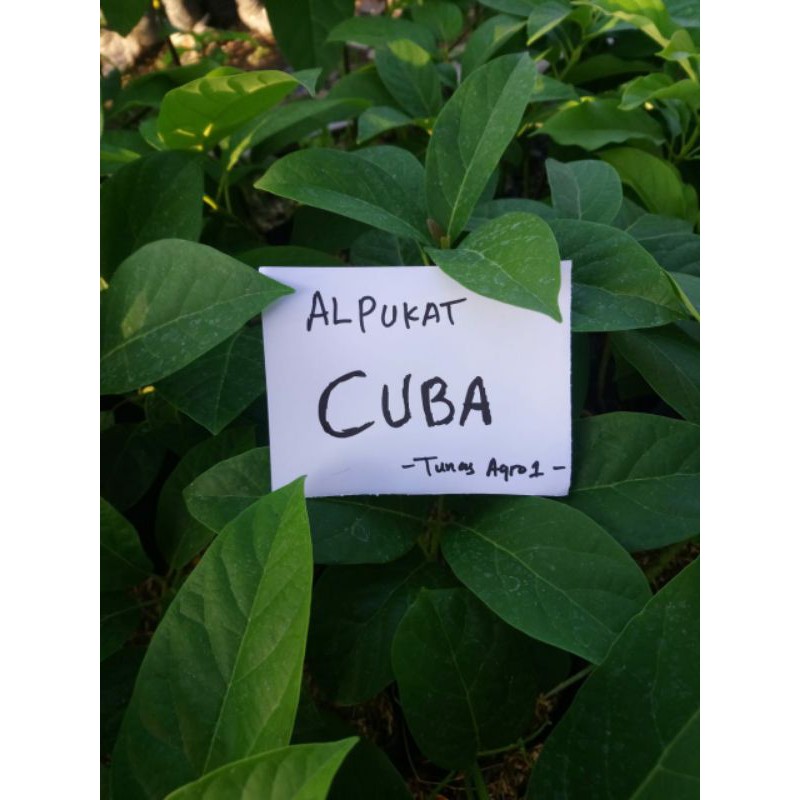Alpukat Cuba | bibit alpukat import jenis CUBA (avocado cuba trees)