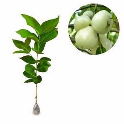 BIBIT TANAMAN BUAH JAMBU AIR MADURA CAMPLONG