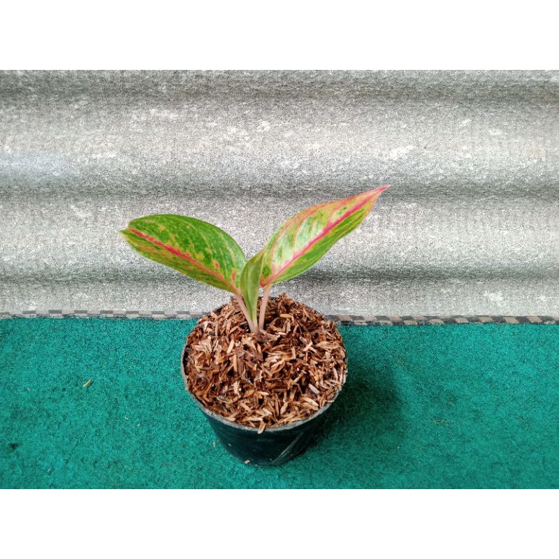 AGLONEMA BEBY GOLIATH / GOLIATH MERAH