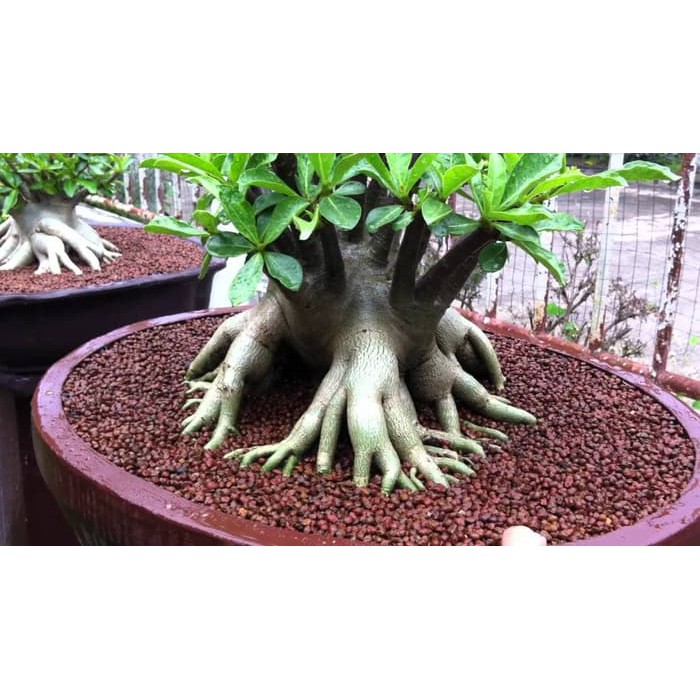 Bibit   Benih Adenium Arabicum Black Giant Cocok untuk Daerah Panas Limited
