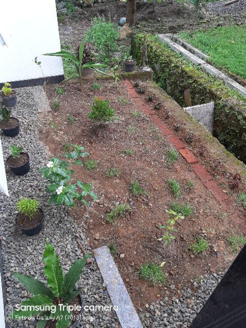 Tanaman Hias Palem Sikas-bibit Tanaman Sikas