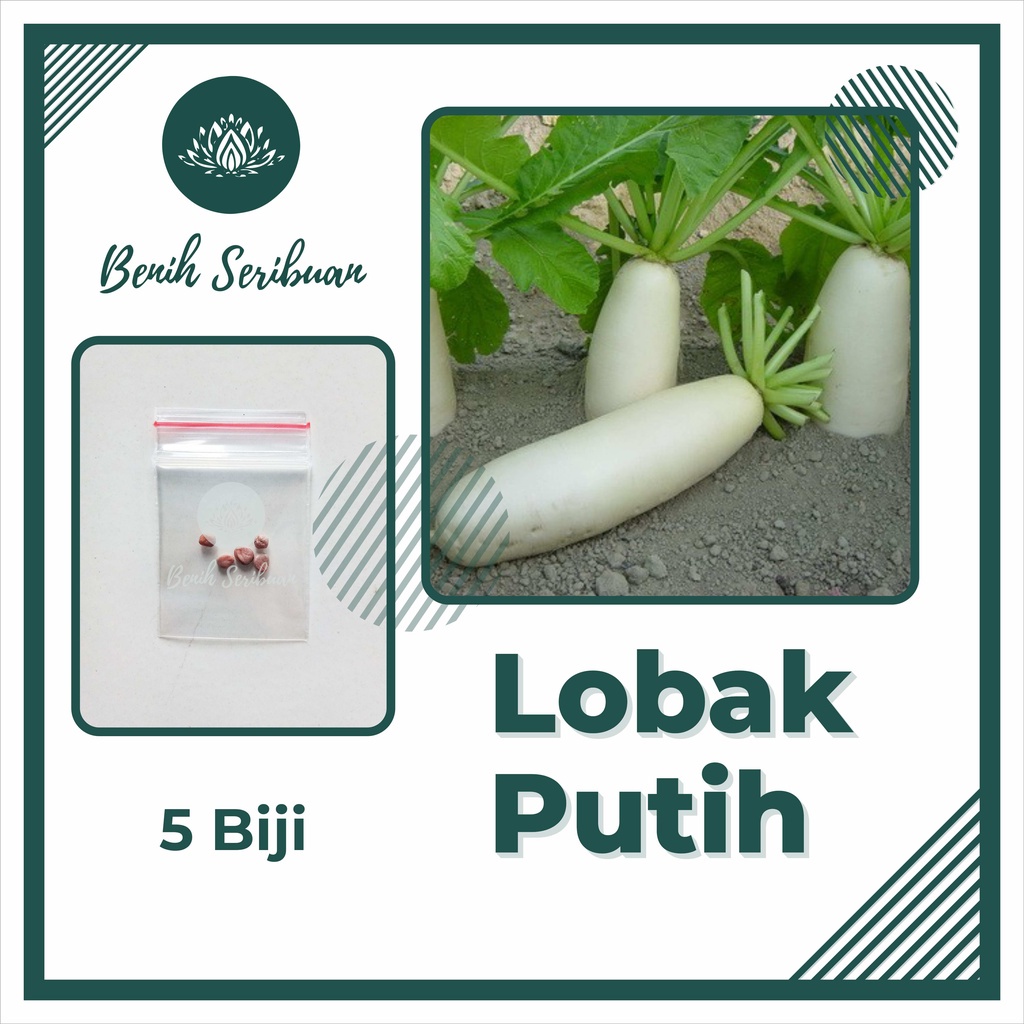 TERMURAH Bibit Sayuran Benih Sayur Paket Lengkap Tanaman Hidroponik Kangkung Bayam Cabe Sawi Unggul-LOBAK PUTIH